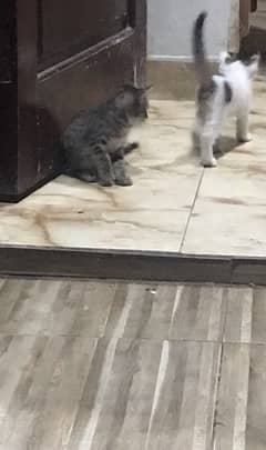 free cats only 3 weeks