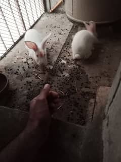 rabbit pair