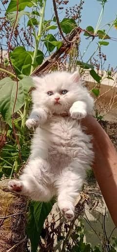 pure persian 100% gift quality punch face high quality kittens . (COD)