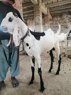 Bakra's available for sale