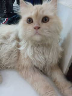 2 Persian cats male playful and potty trained