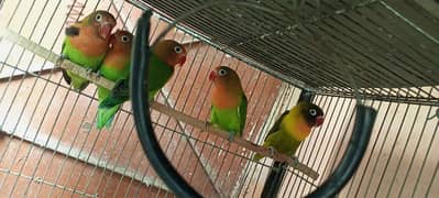 Love birds green fisher & australian parrot