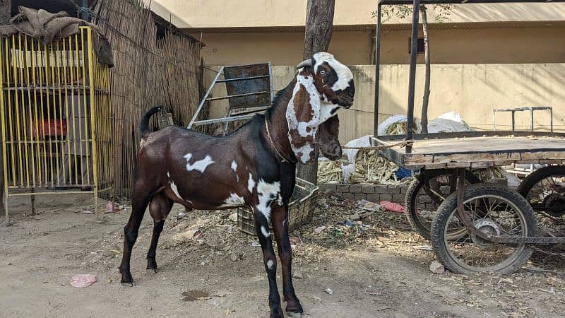 بکری کا دودھ فار سیلfor sale Goat Milk 0