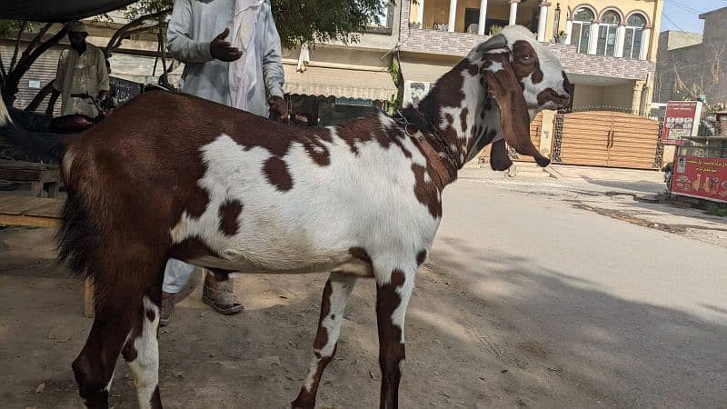 بکری کا دودھ فار سیلfor sale Goat Milk 3