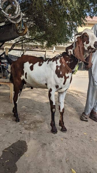 بکری کا دودھ / Goat / milk goat sale / milk 4