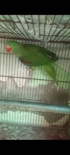 Raw Parrot For Sale
