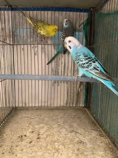 Breeder Budgies and Dove pair is looking for new shelter