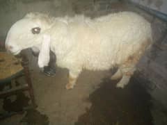 female sheep for sale
