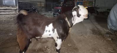ando breeder goat kheera