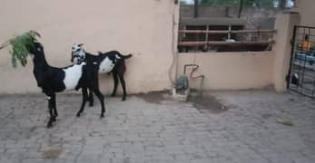 Goats| Qurbani ka liya 3 Desi bakra available ha