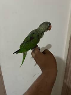 kashmiri raw parrot chick