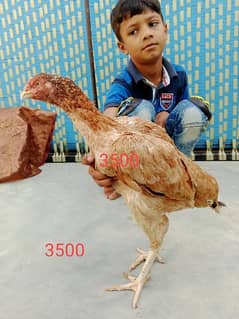 Aseel Hans for sell