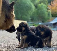 Purebred German Shepherd Puppies for Adoption