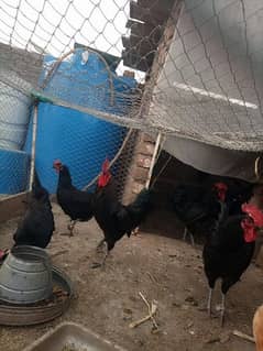 3australorp roosters for sale