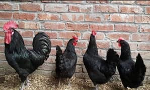Black Australorp Hens for Sale