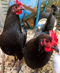Black Australorp Hens for Sale