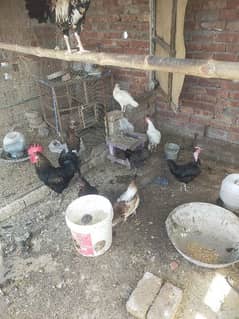 Desi hens for sale egge laying