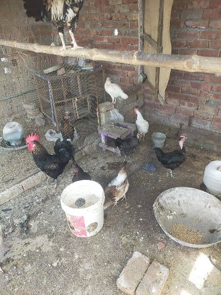 Desi hens for sale egge laying 0