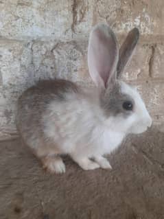 rabbits for urgently sale male female Dono available hai
