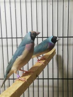 blue Goldian finch ready to breed females
