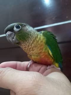 tammed red factor conure chick/extream high red conure parrots