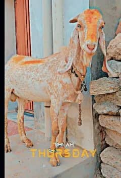 goat for sale discount price
