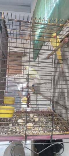 Yellow ringneck Parrot  cremino double factor