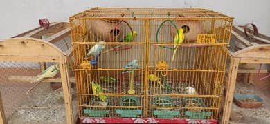Budgie pairs with Iron cage