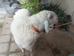 sheep for sale good healthy
