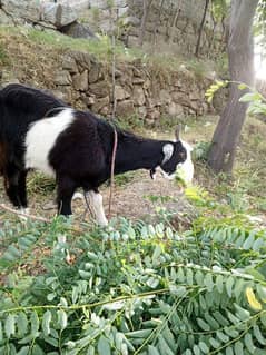 Goat For Sale Qurbani b Ho Sakti Hay