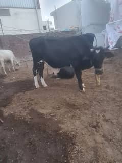 . Cow | Bull | bachra | Desi wacha for Qurbani 2024