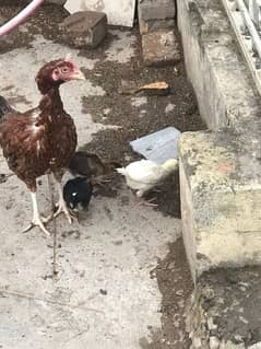 Aseel bengum Hens with chicks