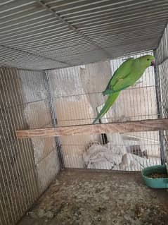 Ringneck Breeder female / Green parrot