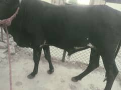 Black Bull For Sale | Qurbani Ka Werah | Bachra