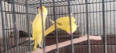 Yellow parrots pair for sale