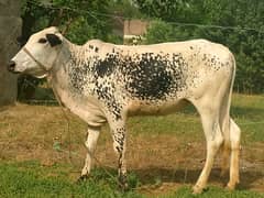 Calf cow