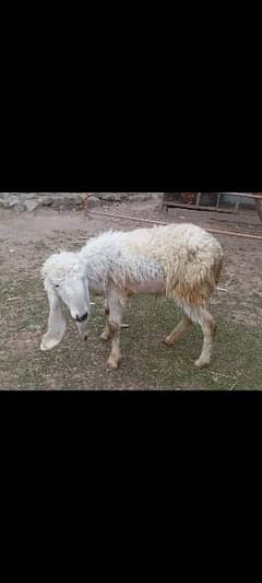 kajli female sheep for sale best for Qurbani