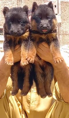 proper long coat German Shepherd pair haldi active puppy