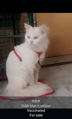cat for sale (Mob 03195206579)