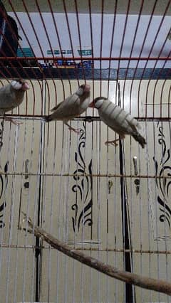 fawn Java breeder pair