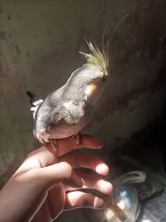 Cockateil Hand tame Male For Sale . . . .