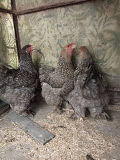 coco Brahma females for sale eggs laying 03358389811