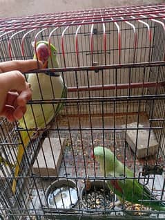 raw parrot breeder pairs