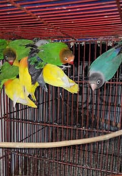 some birds for sale
