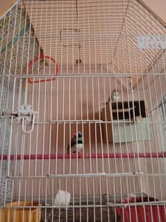 zebra finches pair with full size cage