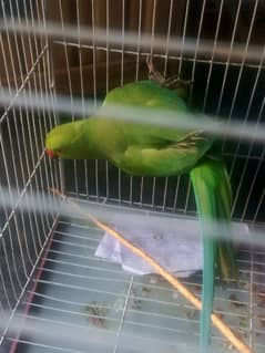 Green  parrot