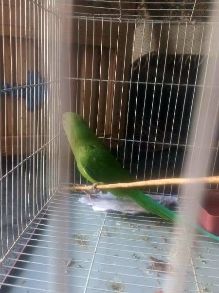 Green  parrot 2