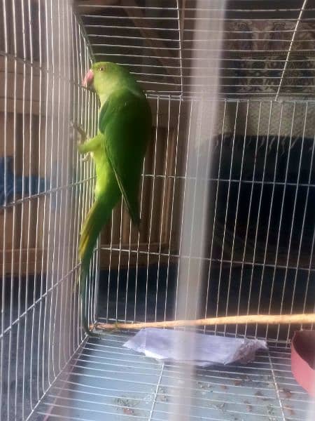Green  parrot 3