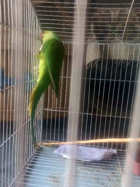 Green  parrot 4