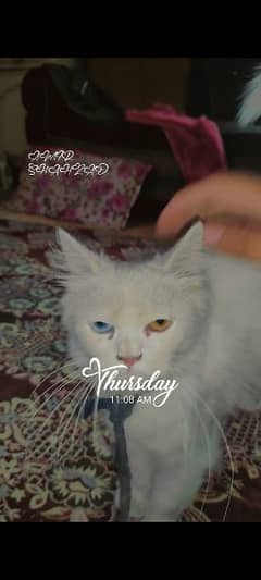 PERSIAN CAT FOR SALE 7000